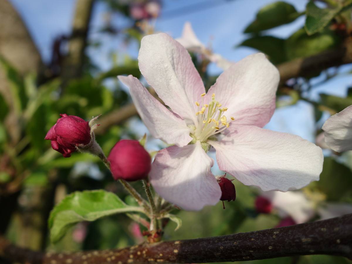 Eine Apfelblüte auf einer biozyklisch-veganen Apfelplantage.