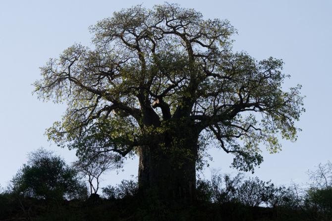 Ein knorriger Baobab-Baum