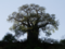 Baobab – die Frucht des Affenbrotbaumes