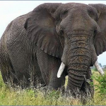 Benutzerbild von Elefant