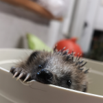 Benutzerbild von Lisa-Marie