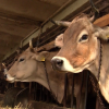 Jaenicke spricht Klartext über Milch-Industrie - und erntet Shitstorm