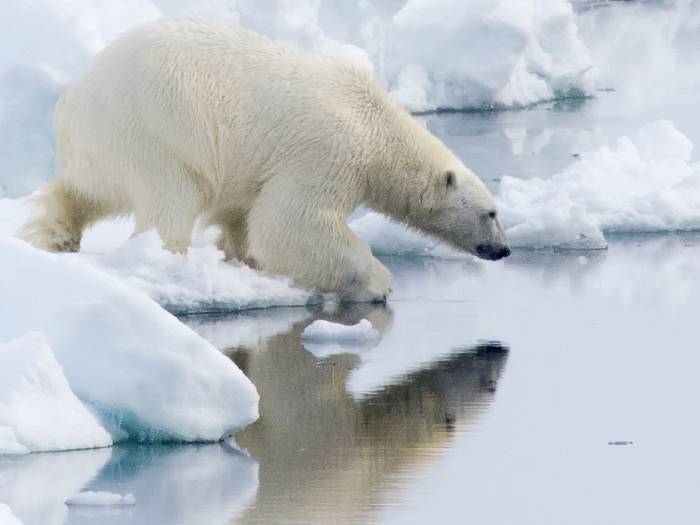 Eisbären sind auch vom Klimawandel bedroht