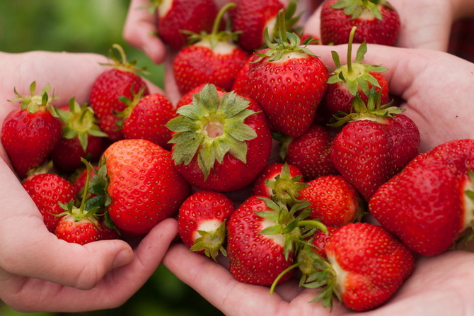 Hände voller Erdbeeren