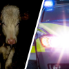 Affäre Felßner: Jetzt prüft die Polizei Tierschutzverstöße!