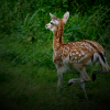 Warum gegen die Jagd?