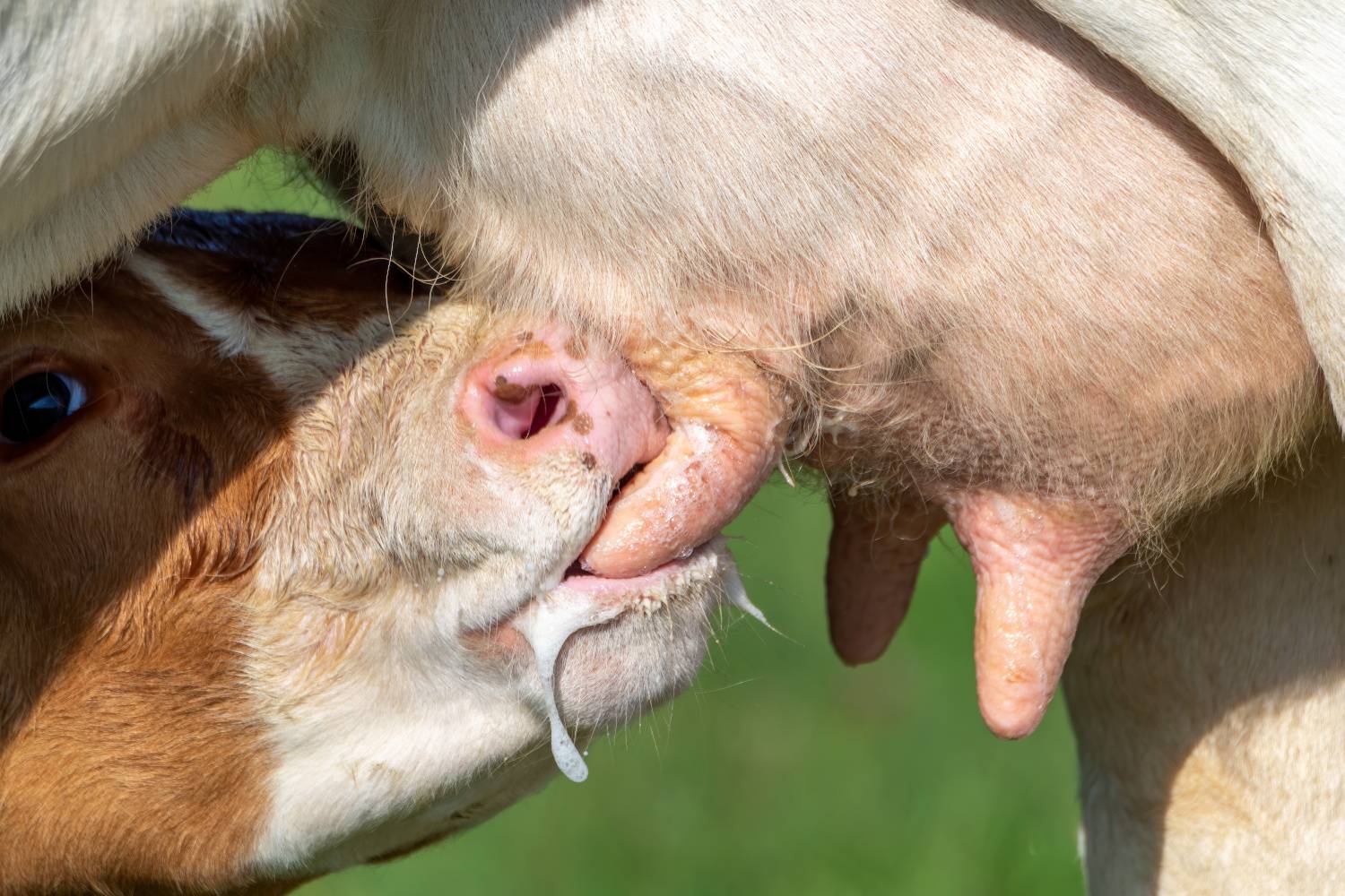 Ein Kalb trinkt bei seiner Mutter