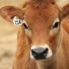 Warum für Milch Kälbchen getötet werden