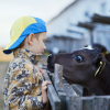 Warum auch für vegetarische Produkte Tiere sterben