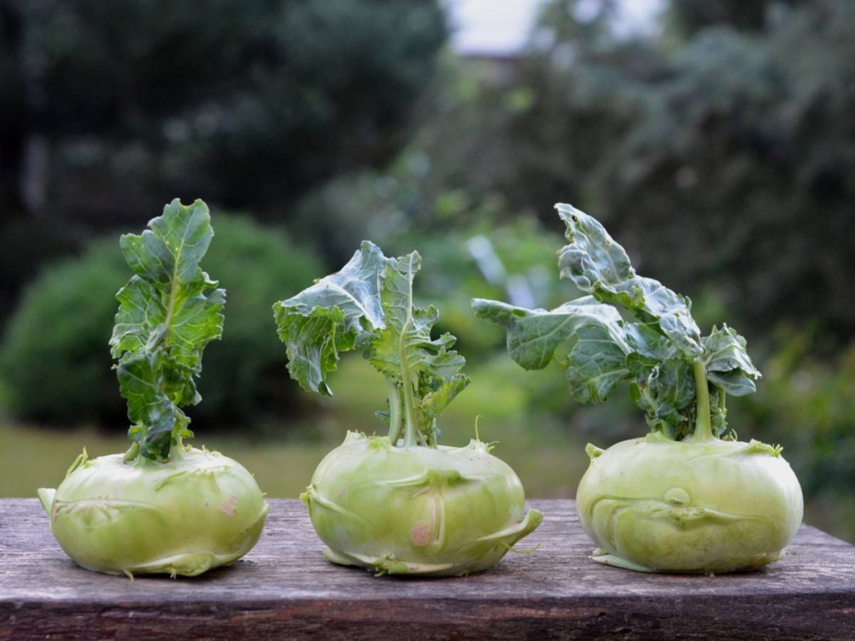 Kohlrabis mit Blättern