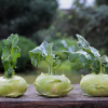 Kohlrabi-Blätter: essbar oder nicht?