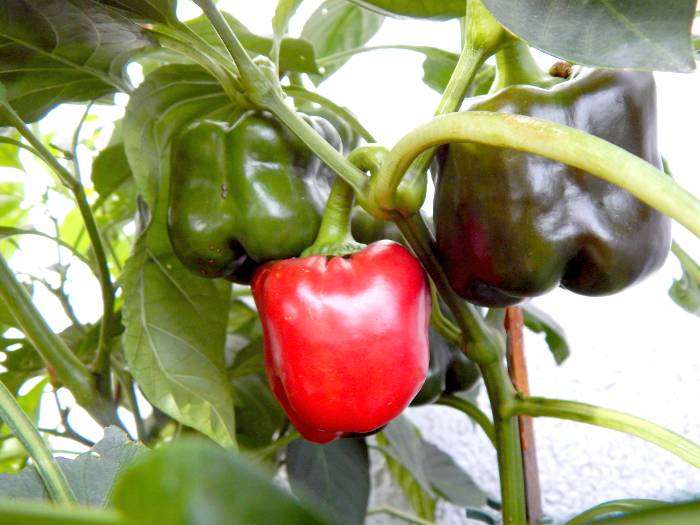 Paprika aus dem bio-veganen Garten