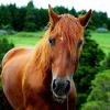 Reiten: Mein bester Freund, das Schlachtpferd