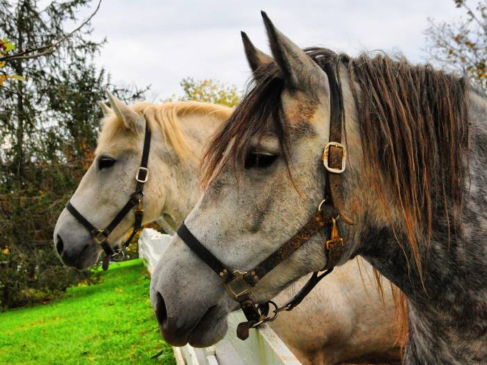 Pferd: Zweck-Freundschaft oder echte Liebe?