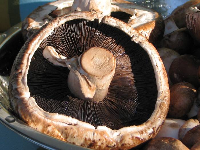 Ein prächtiger Portobello Pilz