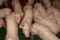 Schweine verhungert: Kein Knast - Landwirt darf weiter Schweine halten!