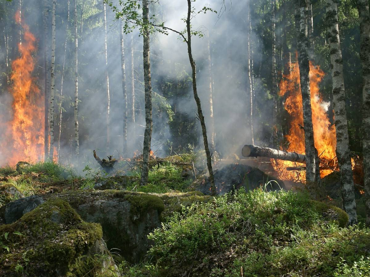 Die Klimakatastrophe begünstigt auch mehr Waldbrände.